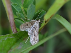 Parapoynx allionealis