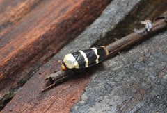 Phymatostetha semele