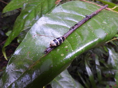 Phymatostetha semele
