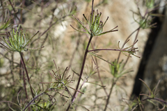 Cordylanthus rigidus setigerus