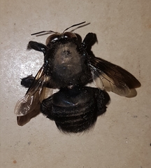 Xylocopa loripes