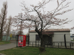 Prunus × yedoensis
