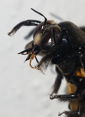 Xylocopa loripes