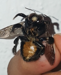 Xylocopa loripes