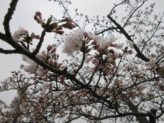 Prunus × yedoensis