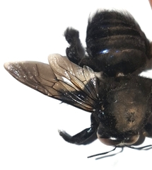 Xylocopa loripes