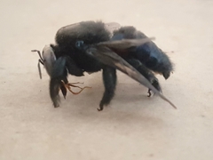 Xylocopa loripes