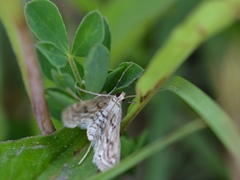 Parapoynx allionealis