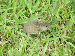 Reithrodontomys humulis