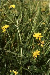 Lotus uliginosus