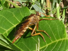 Asilus sericeus