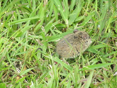 Reithrodontomys humulis