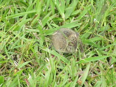 Reithrodontomys humulis