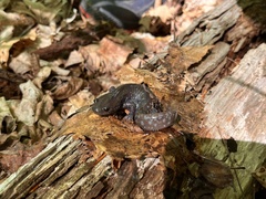 Ambystoma jeffersonianum