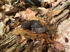 Ambystoma jeffersonianum