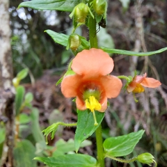 Alonsoa meridionalis