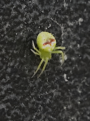 Araneus bonsallae