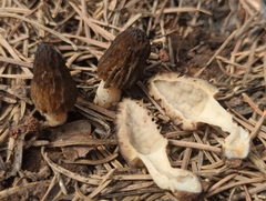 Morchella brunnea