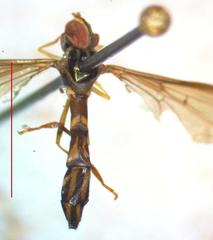 Nuntianus
