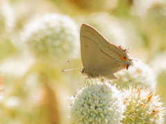 Badecla argentinensis