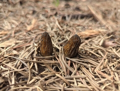 Morchella brunnea