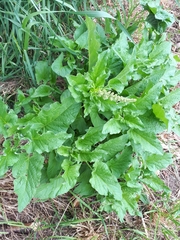 Blitum bonus-henricus