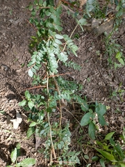 Gleditsia amorphoides