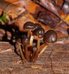 Mycena tuvara