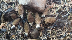 Morchella brunnea