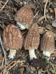 Morchella brunnea