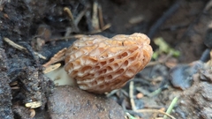 Morchella brunnea