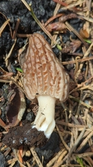 Morchella brunnea