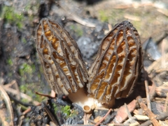 Morchella brunnea