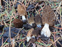 Morchella brunnea