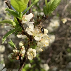 Andrena rugosa