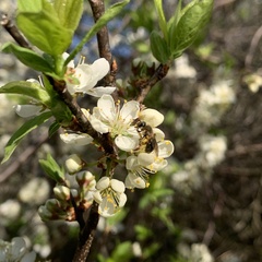 Andrena rugosa