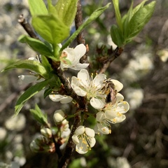 Andrena rugosa