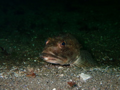 Myoxocephalus octodecemspinosus