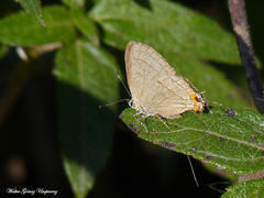 Badecla argentinensis