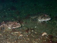 Myoxocephalus octodecemspinosus