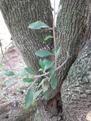 Sideroxylon obtusifolium