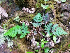 Aleuritopteris formosana