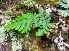 Aleuritopteris formosana