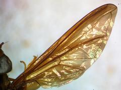 Hybobathus phaeopterus