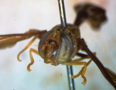 Hybobathus phaeopterus