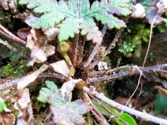 Aleuritopteris formosana