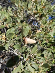 Quercus cornelius-mulleri