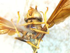 Hybobathus phaeopterus