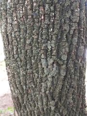 Sideroxylon obtusifolium