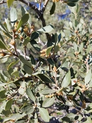 Quercus cornelius-mulleri